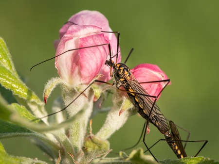 Closeup of a crane fly (Tipulidae) sitting on an apple bud