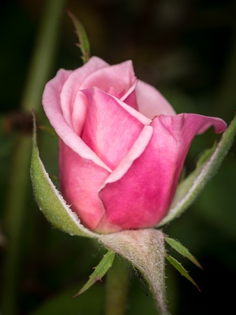 Closeup of a pink rose blossom in spring, dark backgroundの写真素材