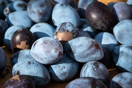 A pile of ripe plums lying on a tray on a sunny day in autumnの写真素材
