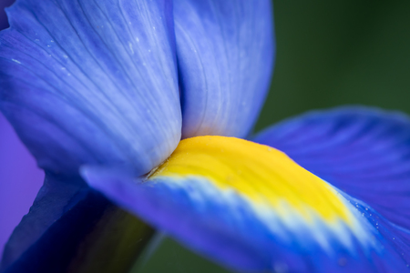 Detail of a blue and yellow blossom of an iris in springの写真素材