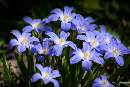 Closeup of some Glory-of-the-snow flowers (Chionodoxa luciliae) in springの写真素材