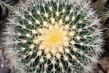 A golden barrel cactus (Echinocactus grusonii) as seen from aboveの写真素材