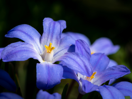 Closeup of some Glory-of-the-snow flowers (Chionodoxa luciliae) in springの写真素材