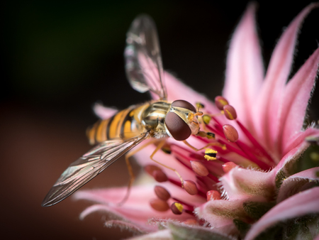 A female marmalade hoverfly (Episyrphus balteatus) sitting on a houseleek flower (Sempervivum)の写真素材