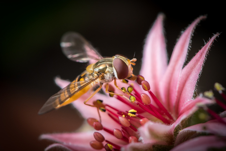 A female marmalade hoverfly (Episyrphus balteatus) sitting on a houseleek flower (Sempervivum)