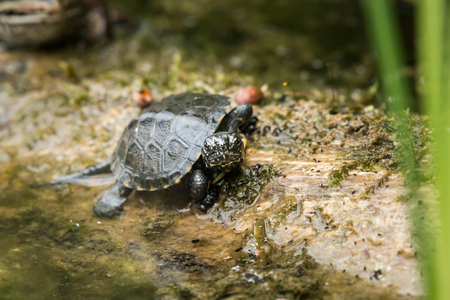 Closeup of a young european pond turtle sunbathing on a piece of wood in a pondの写真素材