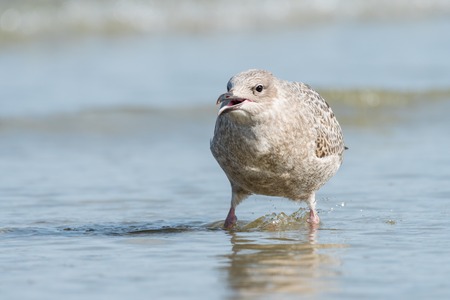 A young european herring gull (Larus argentatus) standing in the water on the beach (Normandy, France)の写真素材
