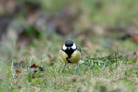 A great tit (Parus major) looking for food in the grassの写真素材