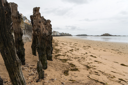 Old weathered tree trunks on the beach of Saint Malo (Bretagne, France)の写真素材