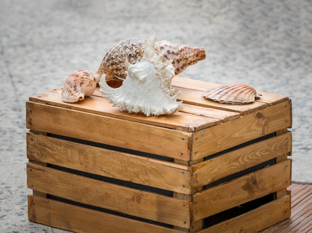 Closeup of various shells placed on a wooden box