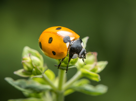 A ladybird (Coccinella septempunctata) sitting on a green plant in a gardenの写真素材