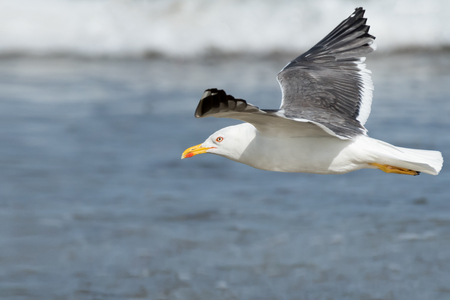 A lesser black-backed gull (Larus fuscus) flying on a beach on a sunny day in summerの写真素材
