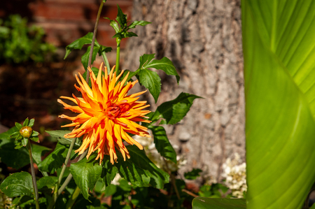 Flowers on the promenade Clair de lune in Dinard (France) on a sunny day in summerの写真素材