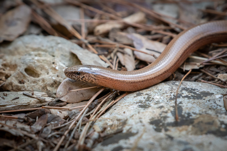 Closeup of a slow-worm (Anguis fragilis) on the ground between stones and pine needlesの写真素材