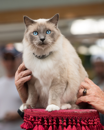 A beautiful light grey cat with blue eyes, sittingの写真素材