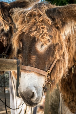Portrait of a brown donkey with long hairの写真素材