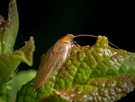 A cockroach (Ectobius vittiventris) sitting on a green leaf. This is a blattodea that mainly lives...
