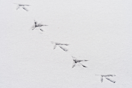 Footprints of a bird (grey heron) in the snow on a frozen lakeの写真素材