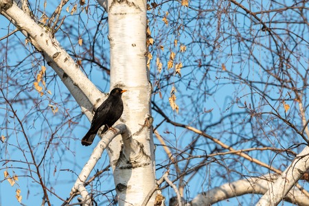 A male blackbird (Turdus merula) sitting on birch tree in winter, blue skyの写真素材