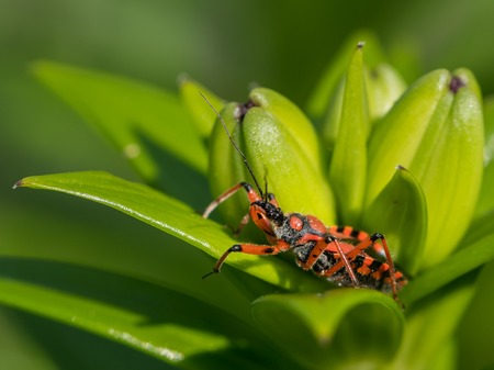 An adult red black assassin and thread-legged bug (Rhynocoris iracundus, Reduviidae) sitting on a...
