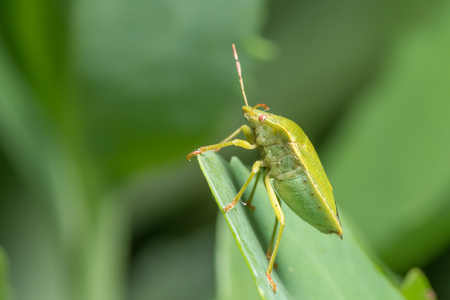 Closeup of an adult green shield bug (Palomena, Pentatomidae) sitting on a green leaf