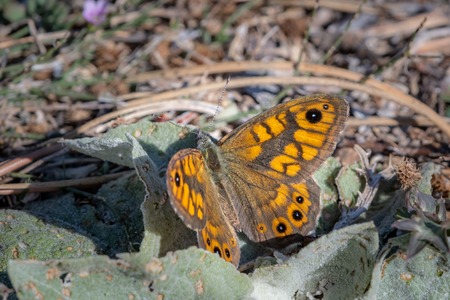 A wall brown butterfly (Lasiommata megera, Nymphalidae) resting on the groundの写真素材