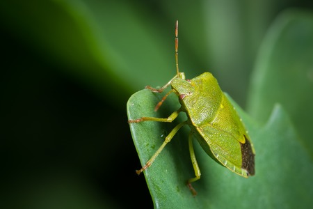 Closeup of an adult green shield bug (Palomena, Pentatomidae) sitting on a green leafの写真素材