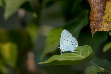 A holly blue butterfly (Celastrina argiolus, Lycaenidae) resting on a green leafの写真素材
