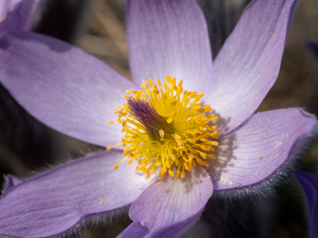 Closeup of a wild pasque flower (Pulsatilla vernalis) in springtime Austria