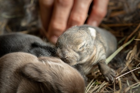 A group of very small newborn rabbits lying in the nest