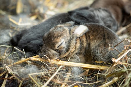 A group of very small newborn rabbits lying in the nest