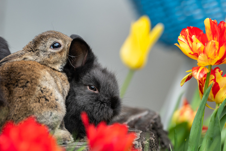 Young rabbits sitting on a tree stump on a sunny day in spring, colorful tulipsの写真素材