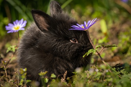 A very young rabbit sitting in the grass on a sunny day in springの写真素材