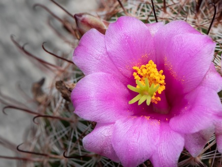 A beautiful pink cactus flower planted in a pot