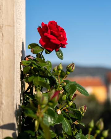 Red rose climbing on a wall of a house, direct sunlight in croatia, blueの写真素材