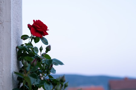 Red rose climbing on a wall of a house, after sunset in croatia, blueの写真素材