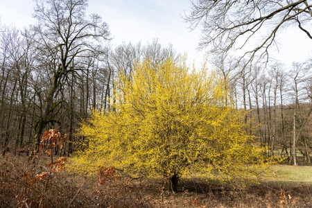 A flowering cornelian cherry dogwood (Cornus mas) on a cloudy day in springtime