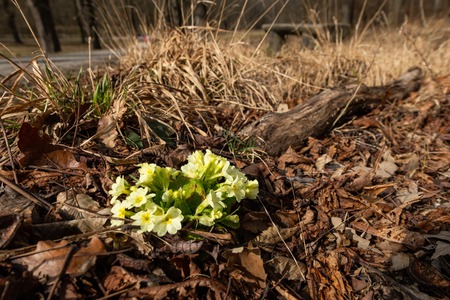 Closeup of a common primrose (Primula vulgaris) in a deciduous forest in springtimeの写真素材