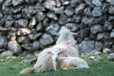 Sheep, lamb resting on a mediterranean pasture in spring, Cres Croatiaの写真素材