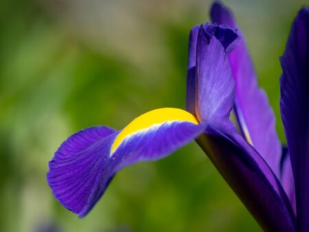 Detail of a blue and yellow blossom of an iris in spring
