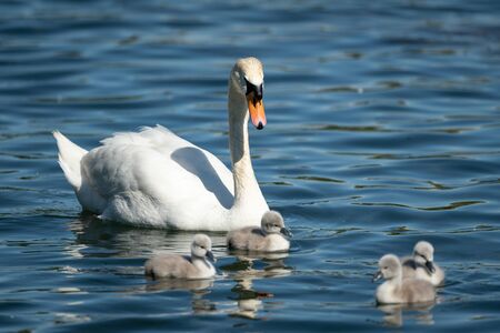Mute swan cygnets (Cygnus olor) swimming on a sunny day in spring (Vienna, Austria)の写真素材