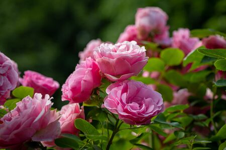 Closeup of a rose in a park with many pink blossomsの写真素材