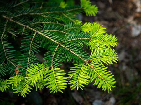 Closeup of a young fresh twig of a silver fir (Abies alba)