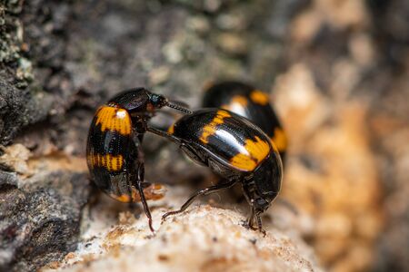 Male and female Darkling beetles (Diaperis boleti, Tenebrionidae) on a tree with fungusの写真素材