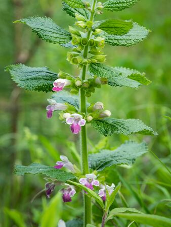 Closeup of a bastard balm (Melittis melissophyllum, Lamiaceae) in the Austrian Alps