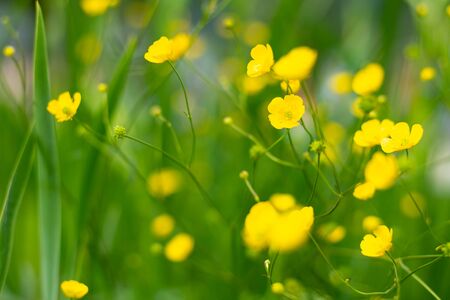 Closeup of yellow blossoms of Ranunculus flowers in summerの写真素材