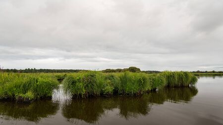 beautiful wetland in the natural park of saint lyphard (France)の写真素材