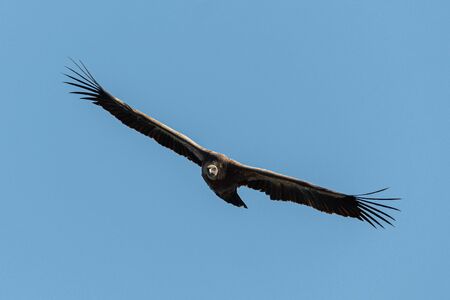 One griffon vulture (Gyps fulvus) flying in blue sky