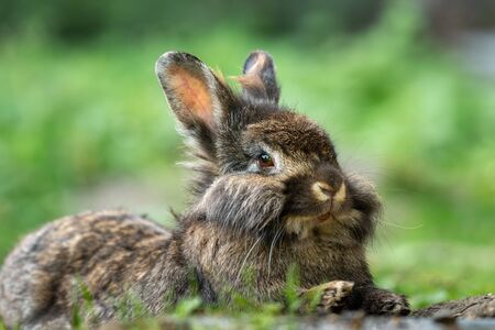 A brown cute dwarf rabbit (lions head) resting in the grass