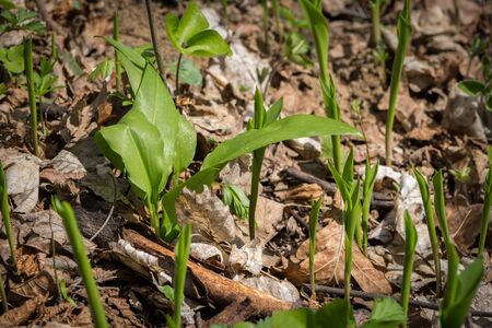 Wild garlic (Allium ursinum) and lily of the valley (Convallaria majalis) growing together